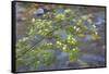 Washington, Wenatchee NF. Red Osier Dogwood over Teanaway River-Don Paulson-Framed Stretched Canvas