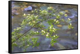Washington, Wenatchee NF. Red Osier Dogwood over Teanaway River-Don Paulson-Framed Stretched Canvas