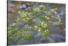Washington, Wenatchee NF. Red Osier Dogwood over Teanaway River-Don Paulson-Stretched Canvas