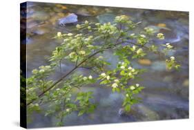 Washington, Wenatchee NF. Red Osier Dogwood over Teanaway River-Don Paulson-Stretched Canvas