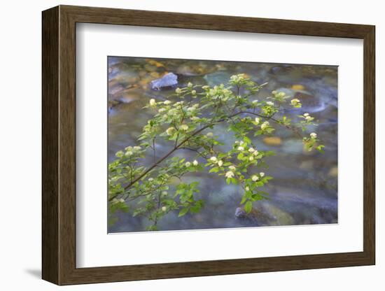 Washington, Wenatchee NF. Red Osier Dogwood over Teanaway River-Don Paulson-Framed Photographic Print