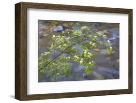 Washington, Wenatchee NF. Red Osier Dogwood over Teanaway River-Don Paulson-Framed Photographic Print