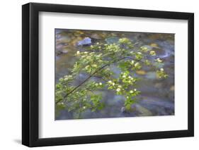 Washington, Wenatchee NF. Red Osier Dogwood over Teanaway River-Don Paulson-Framed Photographic Print