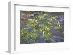 Washington, Wenatchee NF. Red Osier Dogwood over Teanaway River-Don Paulson-Framed Photographic Print