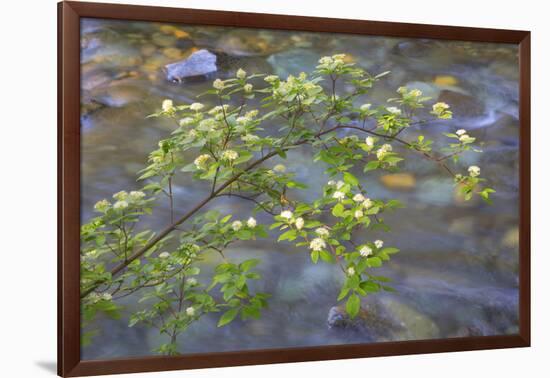 Washington, Wenatchee NF. Red Osier Dogwood over Teanaway River-Don Paulson-Framed Photographic Print