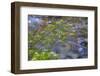 Washington, Wenatchee NF. Red Osier Dogwood over Teanaway River-Don Paulson-Framed Photographic Print