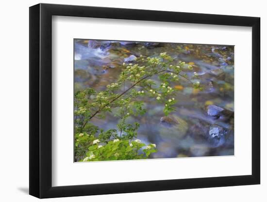 Washington, Wenatchee NF. Red Osier Dogwood over Teanaway River-Don Paulson-Framed Photographic Print