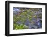 Washington, Wenatchee NF. Red Osier Dogwood over Teanaway River-Don Paulson-Framed Photographic Print