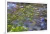 Washington, Wenatchee NF. Red Osier Dogwood over Teanaway River-Don Paulson-Framed Photographic Print