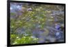 Washington, Wenatchee NF. Red Osier Dogwood over Teanaway River-Don Paulson-Framed Photographic Print