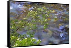 Washington, Wenatchee NF. Red Osier Dogwood over Teanaway River-Don Paulson-Framed Stretched Canvas