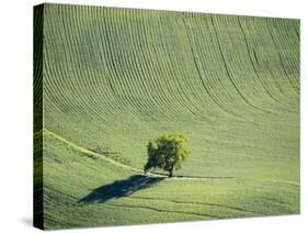 Washington, Whitman County. Aerial Photography in the Palouse Region of Eastern Washington-Julie Eggers-Stretched Canvas