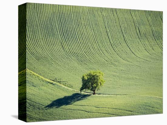 Washington, Whitman County. Aerial Photography in the Palouse Region of Eastern Washington-Julie Eggers-Stretched Canvas