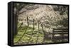 Washington, Whitman County, the Palouse, Lacrosse, Pioneer Stock Farm, Sheep and Spring Lambs-Alison Jones-Framed Stretched Canvas