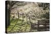 Washington, Whitman County, the Palouse, Lacrosse, Pioneer Stock Farm, Sheep and Spring Lambs-Alison Jones-Stretched Canvas