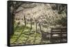 Washington, Whitman County, the Palouse, Lacrosse, Pioneer Stock Farm, Sheep and Spring Lambs-Alison Jones-Framed Stretched Canvas