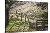 Washington, Whitman County, the Palouse, Lacrosse, Pioneer Stock Farm, Sheep and Spring Lambs-Alison Jones-Stretched Canvas