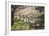 Washington, Whitman County, the Palouse, Lacrosse, Pioneer Stock Farm, Sheep and Spring Lambs-Alison Jones-Framed Photographic Print