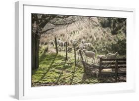 Washington, Whitman County, the Palouse, Lacrosse, Pioneer Stock Farm, Sheep and Spring Lambs-Alison Jones-Framed Photographic Print
