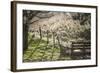 Washington, Whitman County, the Palouse, Lacrosse, Pioneer Stock Farm, Sheep and Spring Lambs-Alison Jones-Framed Photographic Print