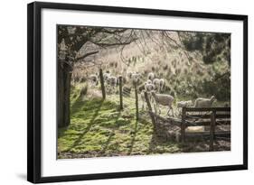 Washington, Whitman County, the Palouse, Lacrosse, Pioneer Stock Farm, Sheep and Spring Lambs-Alison Jones-Framed Photographic Print