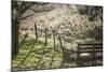 Washington, Whitman County, the Palouse, Lacrosse, Pioneer Stock Farm, Sheep and Spring Lambs-Alison Jones-Mounted Photographic Print
