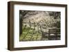 Washington, Whitman County, the Palouse, Lacrosse, Pioneer Stock Farm, Sheep and Spring Lambs-Alison Jones-Framed Photographic Print