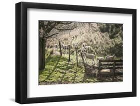 Washington, Whitman County, the Palouse, Lacrosse, Pioneer Stock Farm, Sheep and Spring Lambs-Alison Jones-Framed Photographic Print