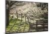 Washington, Whitman County, the Palouse, Lacrosse, Pioneer Stock Farm, Sheep and Spring Lambs-Alison Jones-Mounted Photographic Print