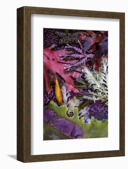 Washington-Art Wolfe-Framed Photographic Print