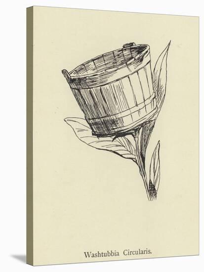 Washtubbia Circularis-Edward Lear-Stretched Canvas