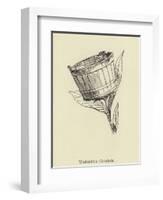 Washtubbia Circularis-Edward Lear-Framed Giclee Print