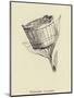 Washtubbia Circularis-Edward Lear-Mounted Giclee Print