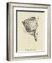 Washtubbia Circularis-Edward Lear-Framed Giclee Print