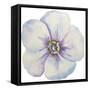 Washy Pansie-Jean Plout-Framed Stretched Canvas