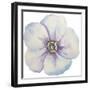 Washy Pansie-Jean Plout-Framed Giclee Print