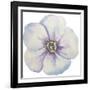 Washy Pansie-Jean Plout-Framed Giclee Print