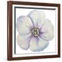 Washy Pansie-Jean Plout-Framed Giclee Print