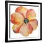 Washy Poppy-Jean Plout-Framed Giclee Print