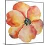 Washy Poppy-Jean Plout-Mounted Giclee Print