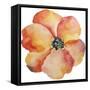 Washy Poppy-Jean Plout-Framed Stretched Canvas