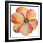 Washy Poppy-Jean Plout-Framed Giclee Print