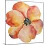 Washy Poppy-Jean Plout-Mounted Giclee Print