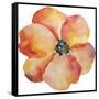 Washy Poppy-Jean Plout-Framed Stretched Canvas