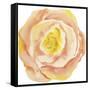 Washy Rose-Jean Plout-Framed Stretched Canvas