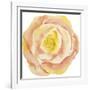 Washy Rose-Jean Plout-Framed Giclee Print