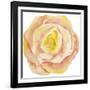 Washy Rose-Jean Plout-Framed Giclee Print