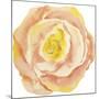 Washy Rose-Jean Plout-Mounted Giclee Print