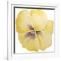 Washy Yellow Pansie-Jean Plout-Framed Giclee Print