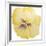 Washy Yellow Pansie-Jean Plout-Framed Giclee Print